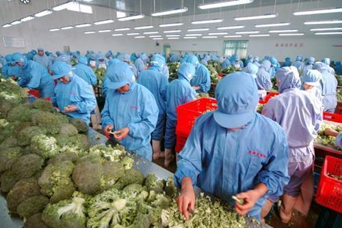 農產品初加工企業是否免征企業所得稅？——聚焦食用農產品初加工優惠政策